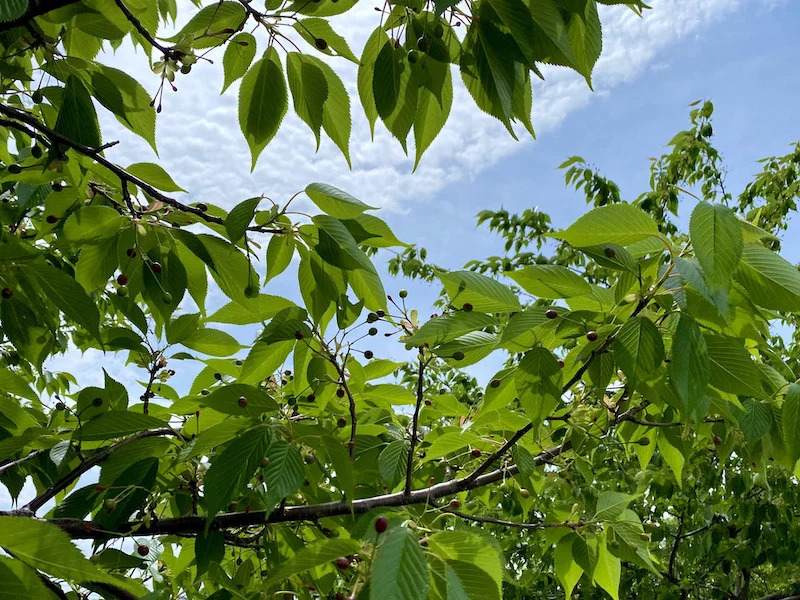 cherry tree.webp