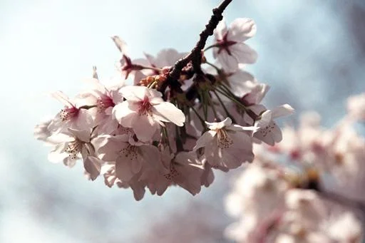 Cherry20Blossoms201-1.webp