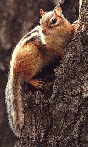 chipmunk2-1.webp