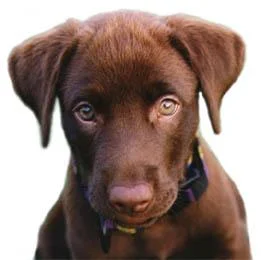 choclabpup1-1.webp