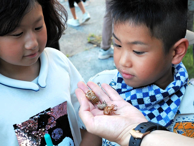 Aburazemi (油蝉, large brown cicada)