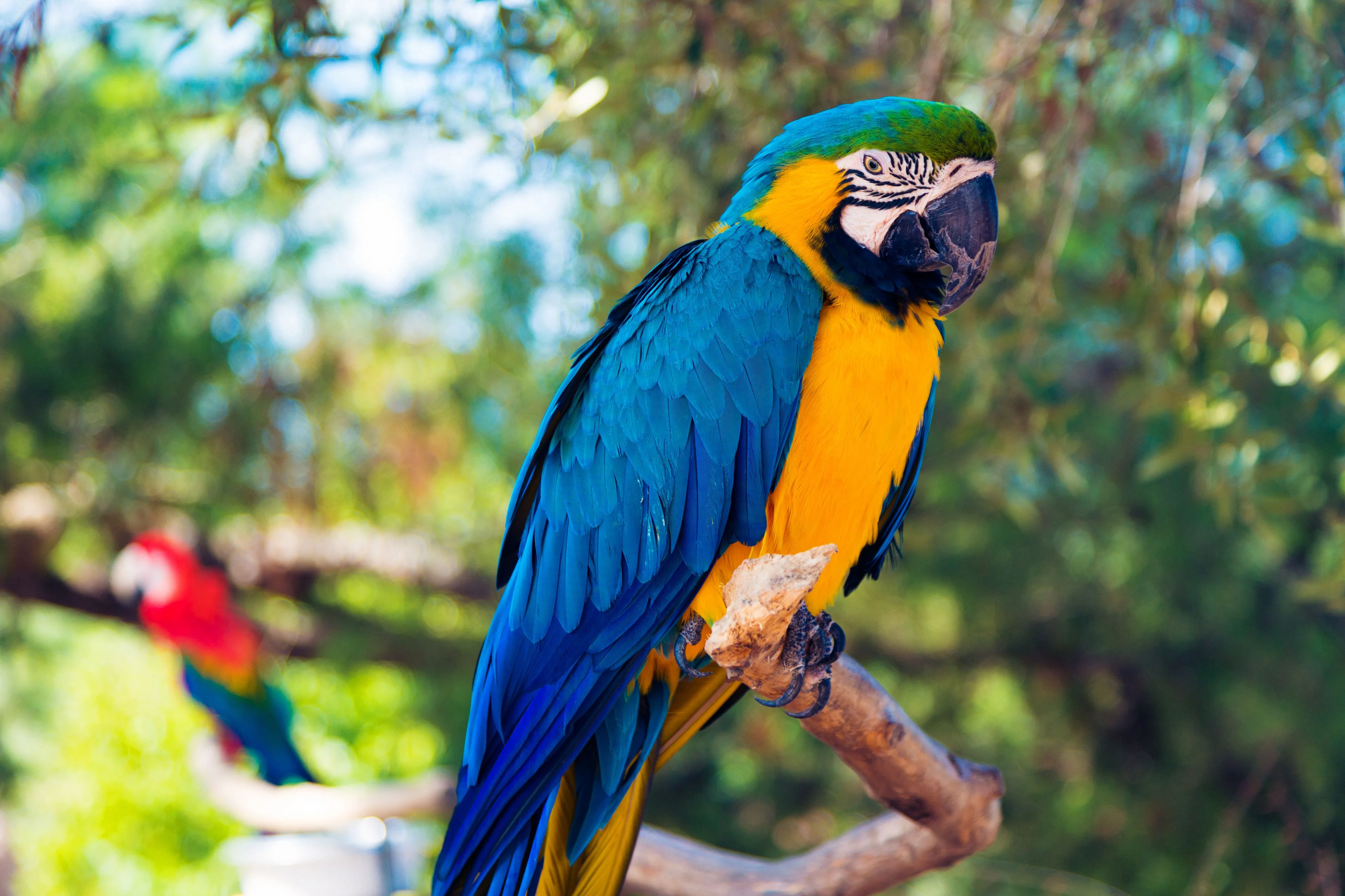 close-up-of-gold-and-blue-macaw-perching-on-tree-962288862-5b50073e46e0fb0037c23c23.webp