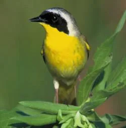 commonyellowthroat1595lt-1.webp