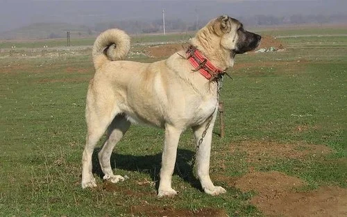 comparison-of-mirage-dog-with-gratitude-1_w4b.jpg
