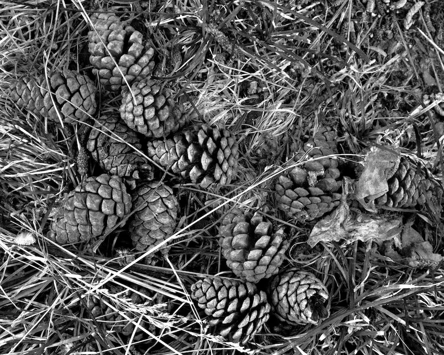 cones.webp