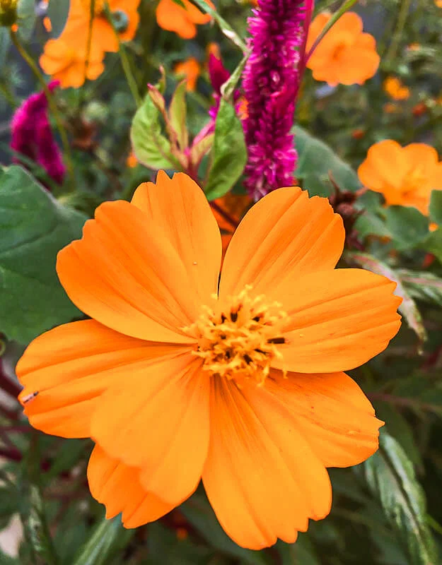 cosmos-2.webp