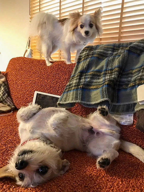 couchdogs-2.webp