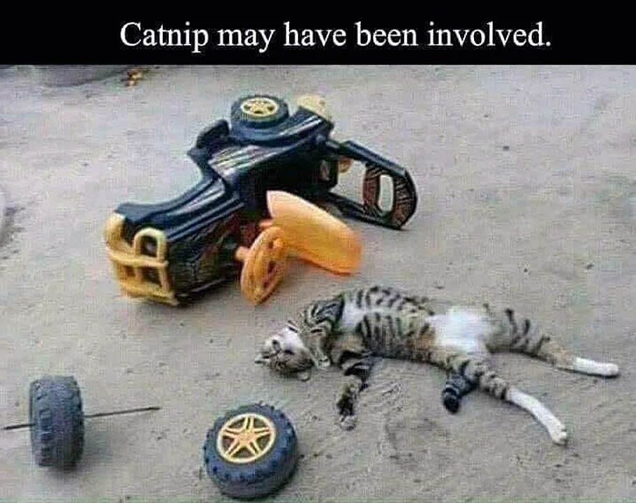 crash.webp