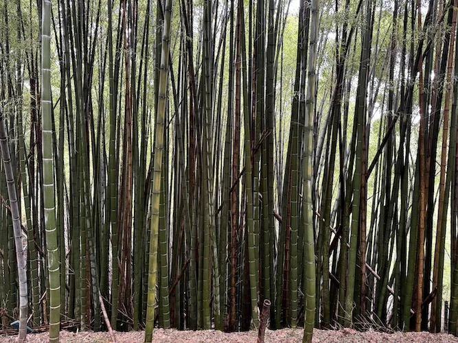 curtain 2.webp