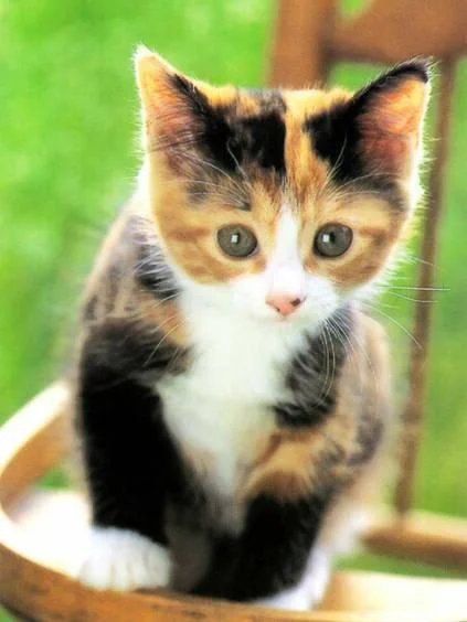 cutekitty-1.webp