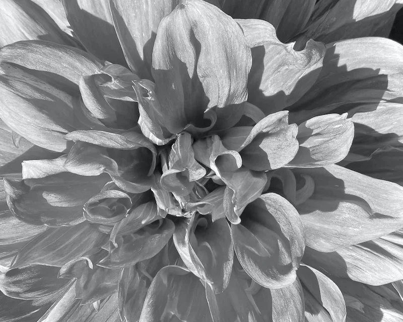 dahlia B&W.webp