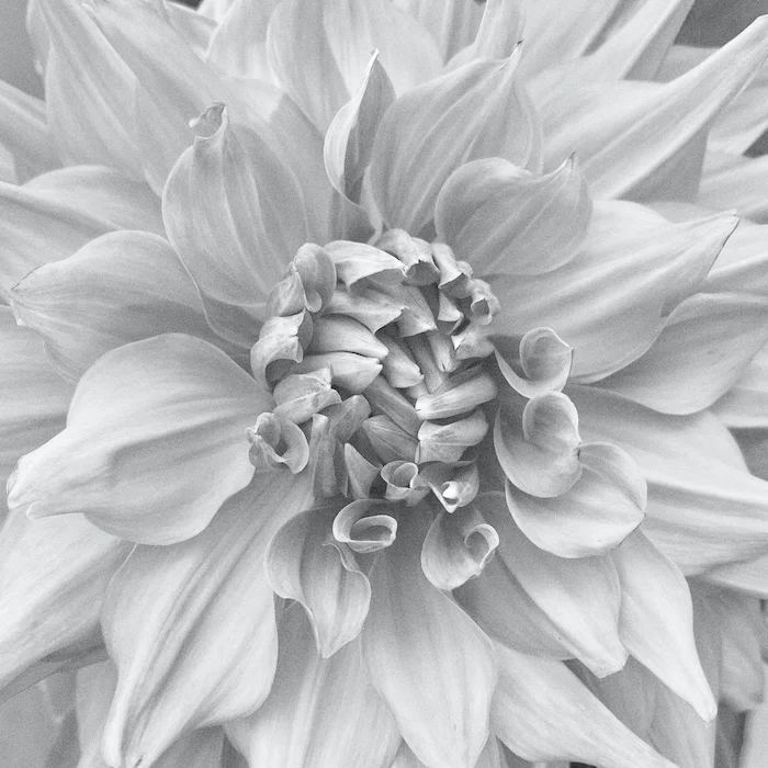 dahlia-BW.webp