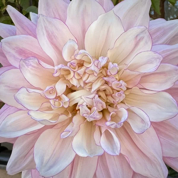 dahlia.webp