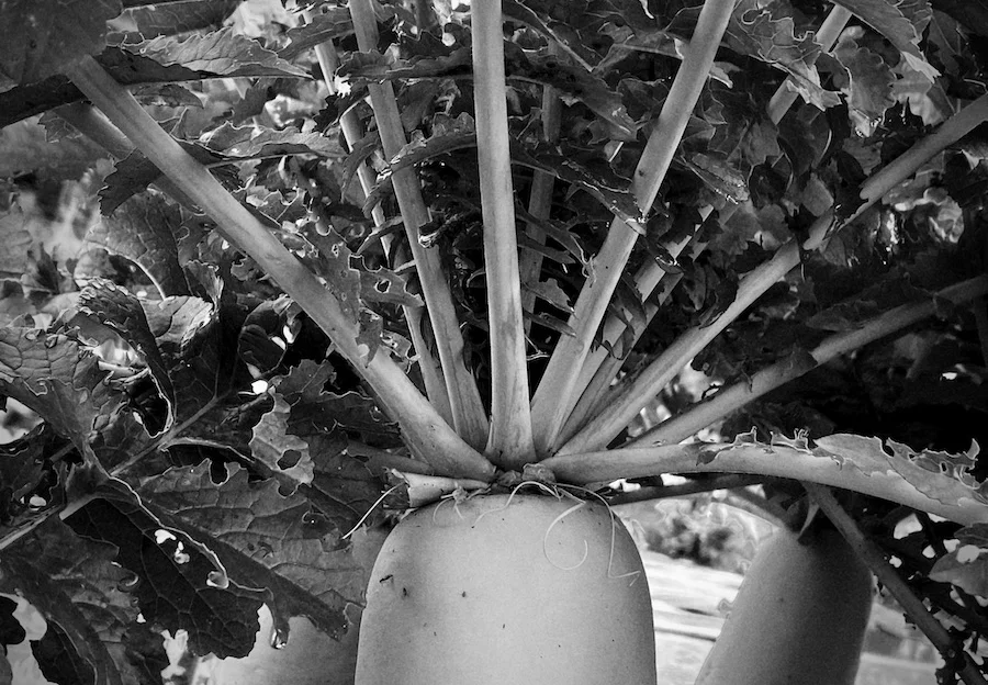daikon B&W.webp