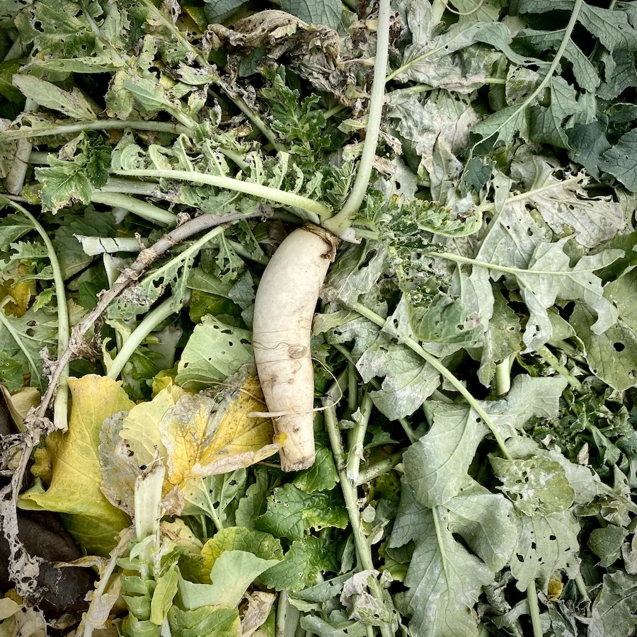 daikon.webp