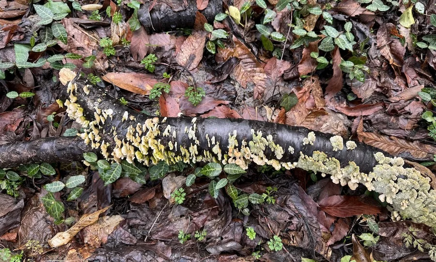 decay fungi.JPG