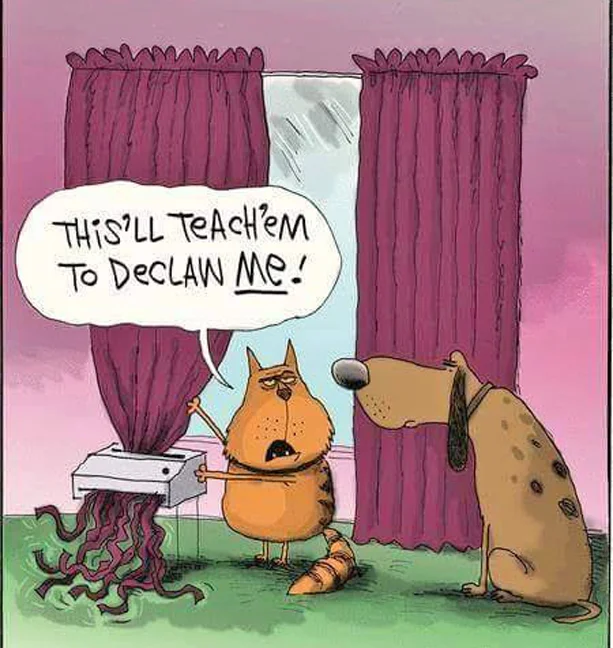 declaw.webp