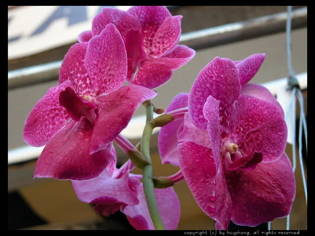 dialan008-1.webp