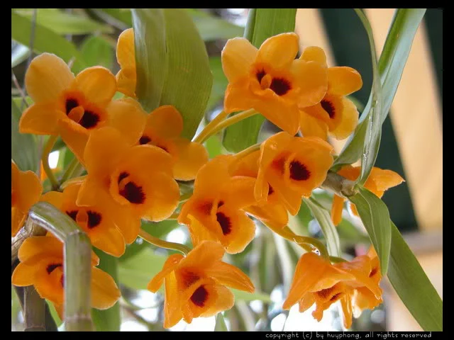 dialan009-1.webp