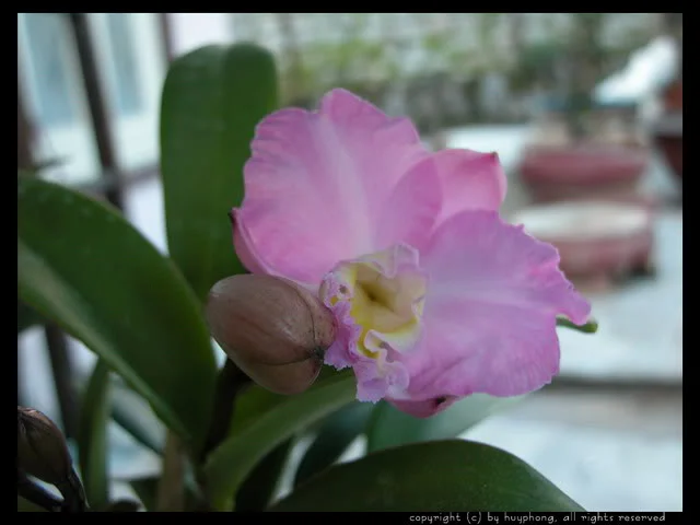 dialan020-1.webp