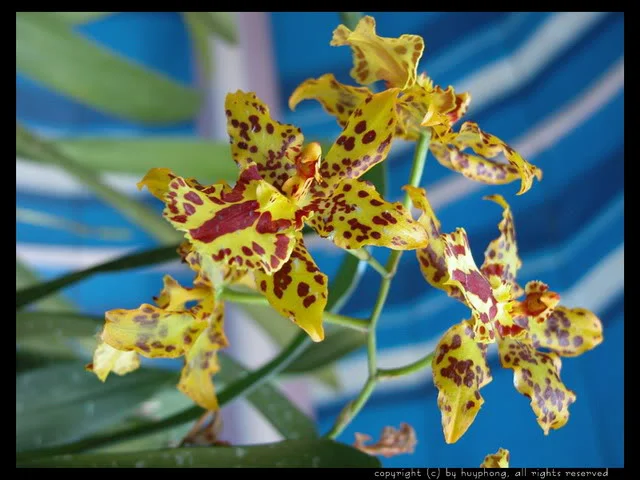 dialan024-1.webp