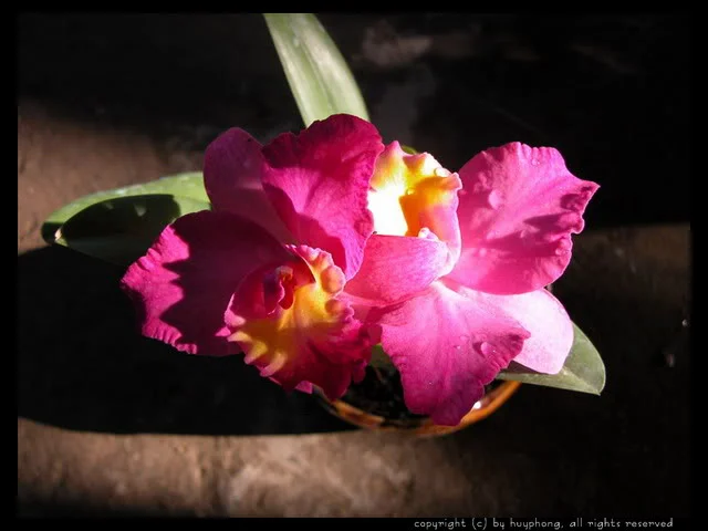 dialan026-1.webp