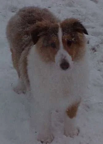 dog-1.webp