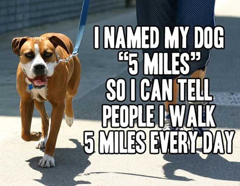 dog.webp