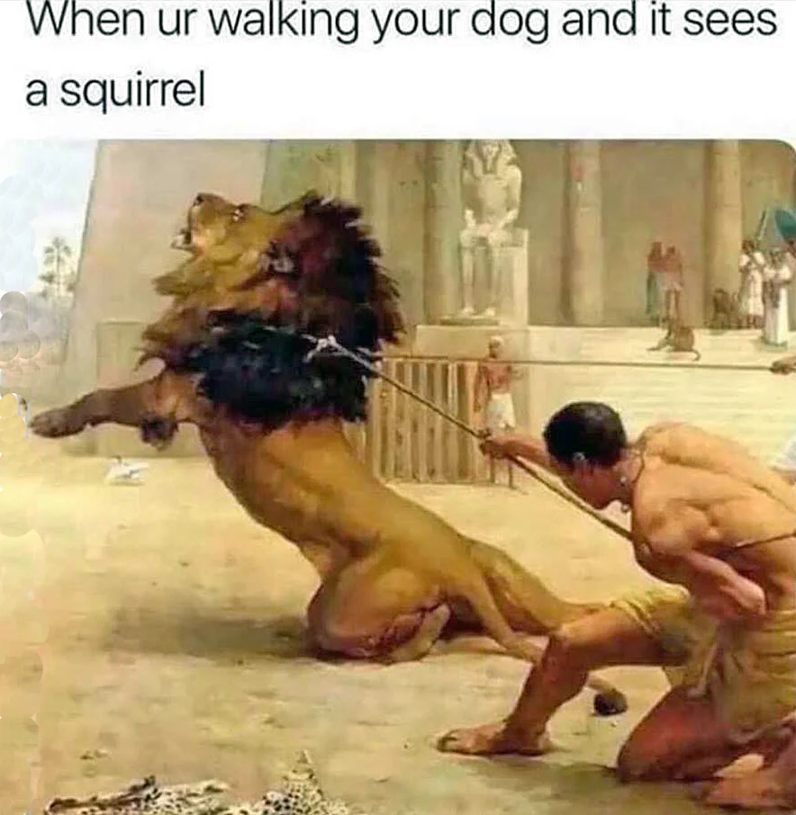 dog.webp