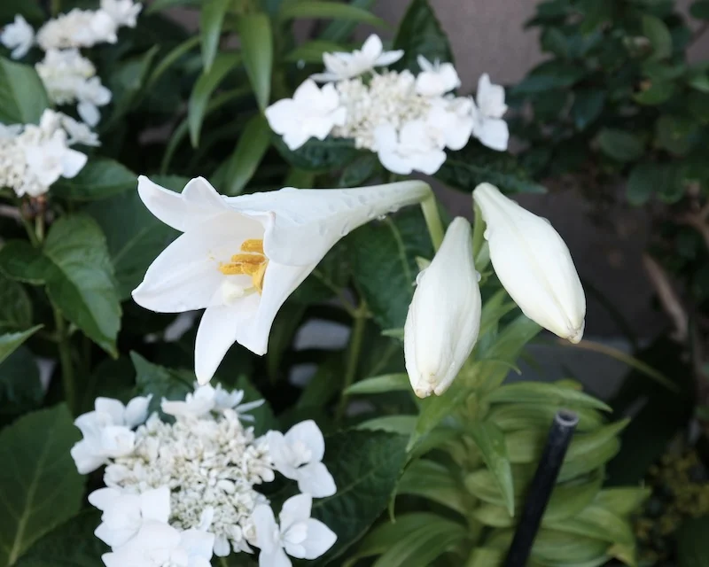 DSCF0944.webp