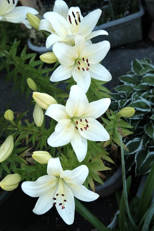 DSCF0950.webp