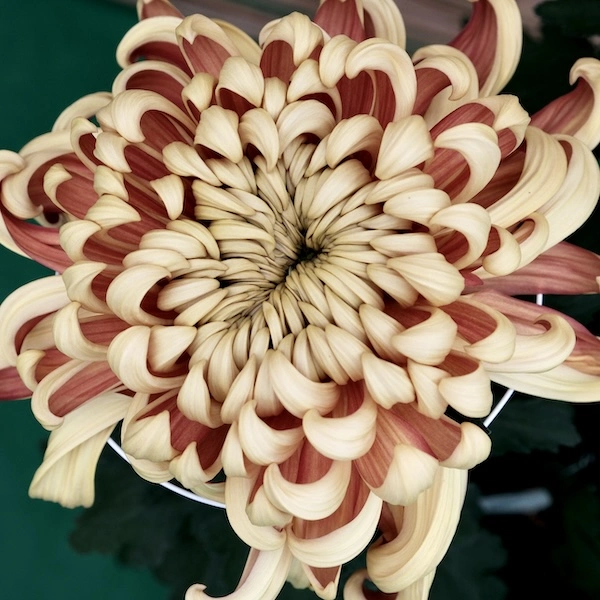 DSCF1432.webp
