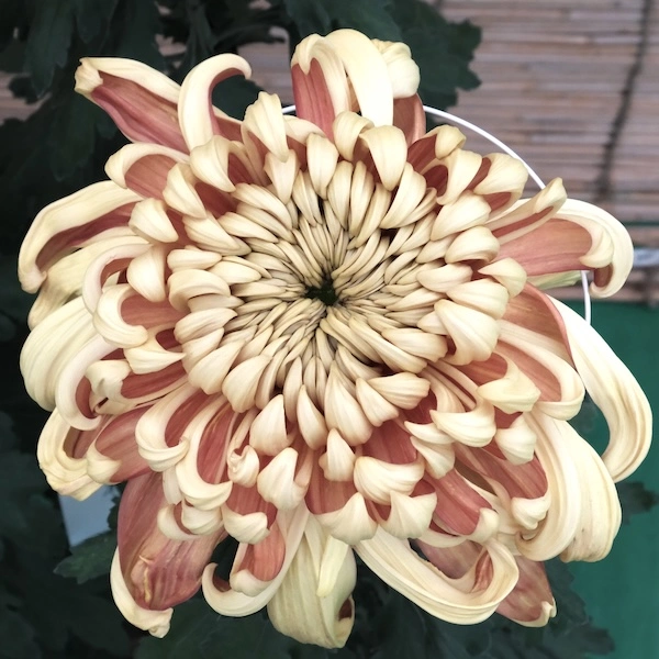 DSCF1446.webp