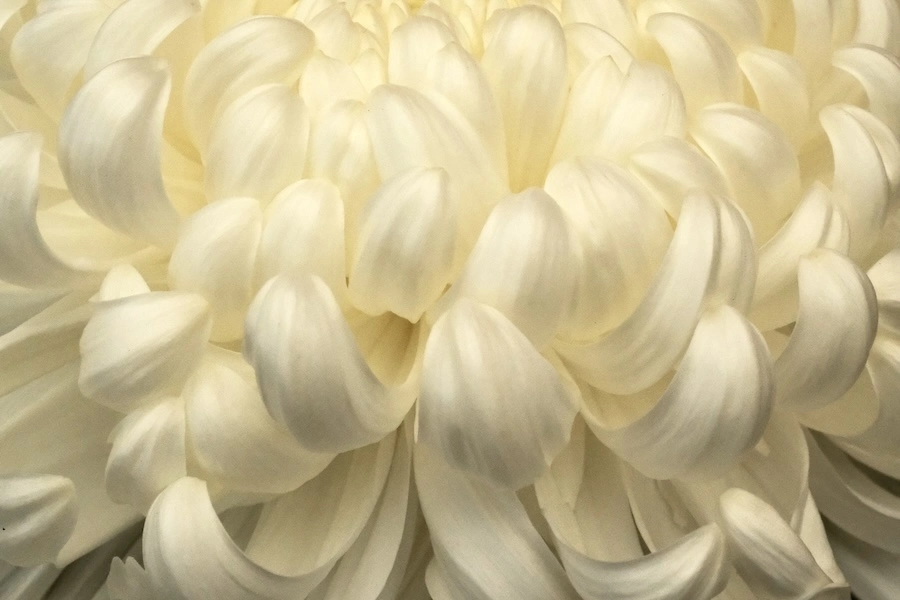 DSCF1491.webp