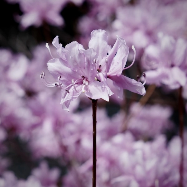 DSCF1816.webp