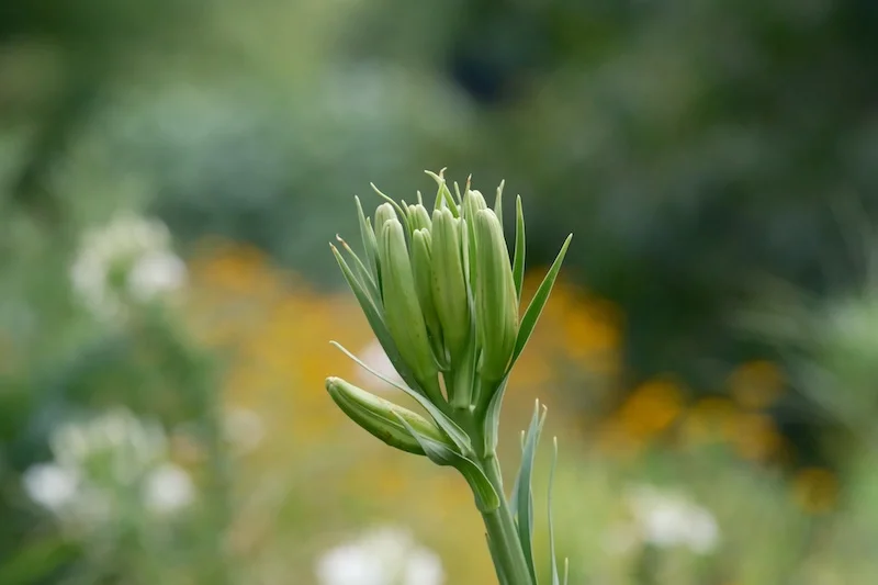 DSCF2093.webp