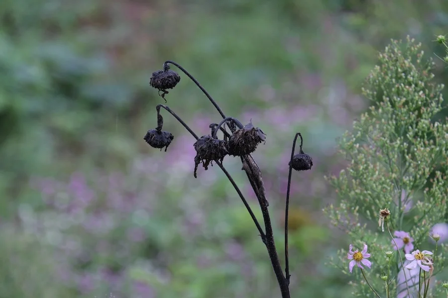 DSCF2221.webp