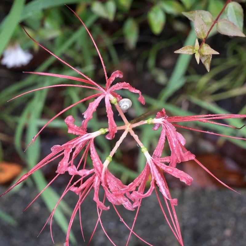 DSCF2241.webp