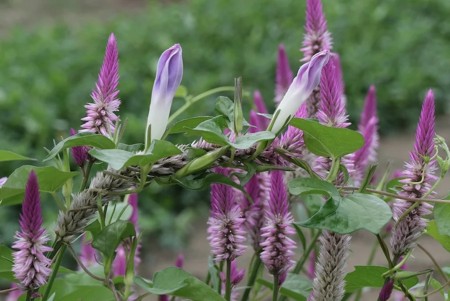 DSCF2253.webp