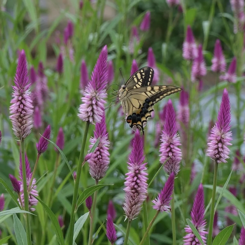 DSCF2254.webp