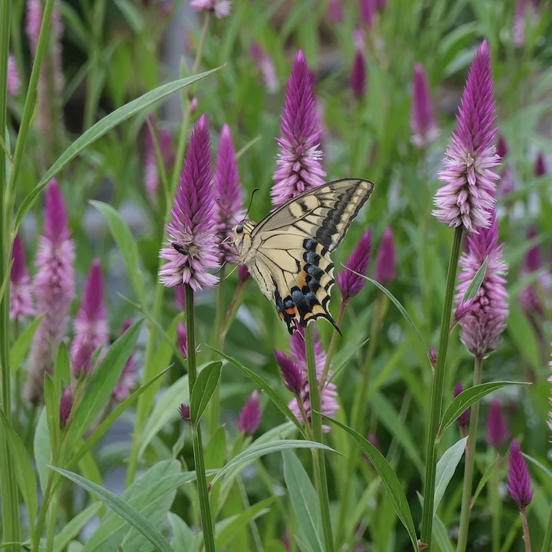DSCF2255.webp