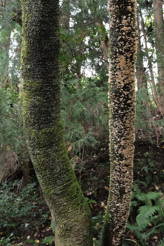 DSCF2541.webp