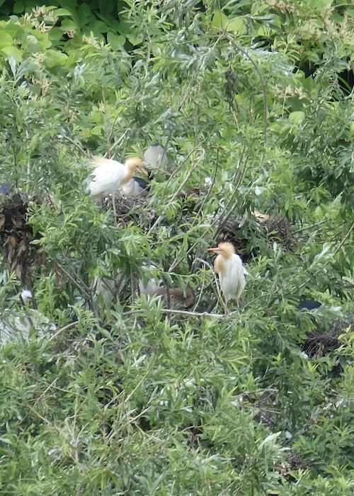 DSCF2998.webp