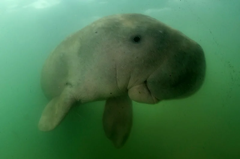Japanese dugong