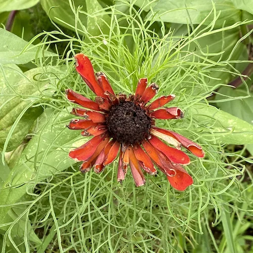 dying red.webp