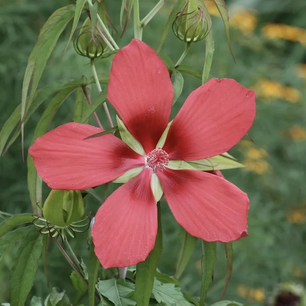 e.webp