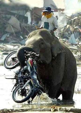Elephantmotorcycletransport-1.webp
