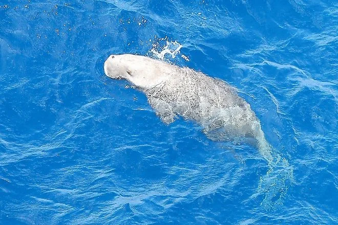 Japanese dugong