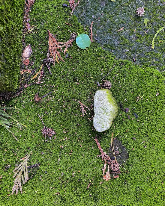 field of green.webp