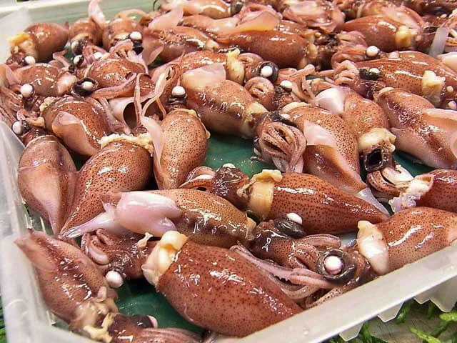 firefly-squid-2.webp